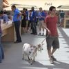 Video: Yes, You Can Bring A Goat Into The Apple Store